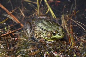 Terrific Close Up of a Large Frog in a Bog photo