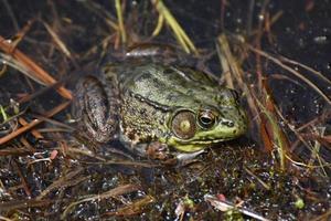 Stunning Green Toad in a Wetland Swamp or Marsh photo