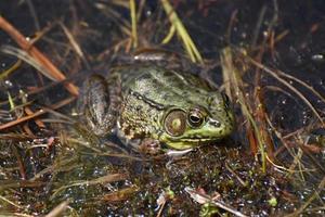 Amazing Close Up of a Toad in a Marsh photo