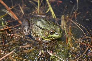 Terrific Up Close Look at a Toad in a Bog photo