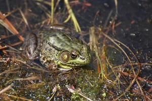 Green Toad in a Marshland Wet Bog photo