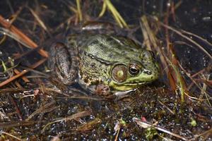 Fantastic Up Close Look at a Large Frog in a Marsh photo