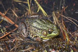 Lumpy Skin on the Back Legs of a Frog photo