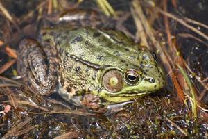 Toad in a Shallow Wetland Marsh in the Springtime photo