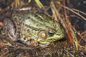 Brilliant Large Green Frog in Marsh Waters photo