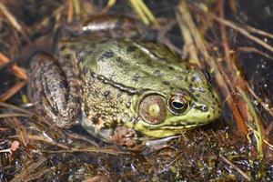 Large Bullfrog in a Wetland Marsh in the Spring photo