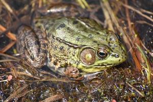 Amazing Toad in a Swampy Wetland Marsh photo