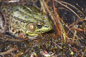 Amazing Eyes on a Large Toad in a Marsh photo