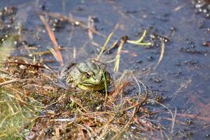 Large Frog Sitting in a Shallow Wetland photo