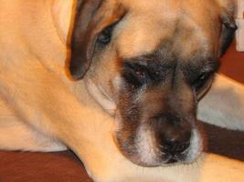 Sweet English Mastiff Dog photo