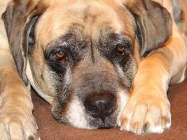 Resting English Mastiff Dog photo