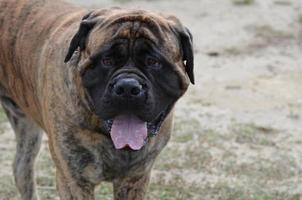 Bullmastiff boca arriba de cerca foto