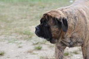 Prowling Bullmastiff Dog photo