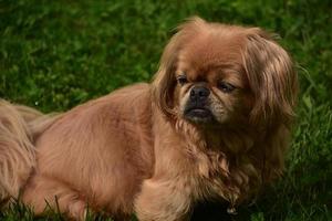 cara dulce de un perro pequinés de jengibre esponjoso foto