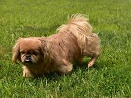 Adorable Pekingese Dog Playing Outside in Grass photo