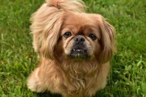 Curious and Fun Pekingese Puppy Dog Playing Outside photo