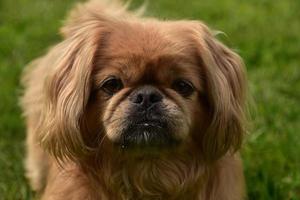 Smug Mug of a Ginger Pekingese Dog photo