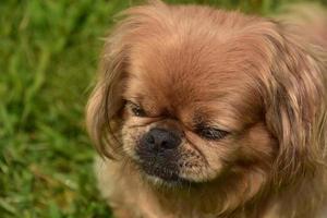 Perro pequinés de jengibre con la nariz arrugada foto