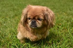 perro pequinés rubio esponjoso jugando en un exuberante césped verde foto