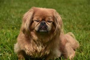 Pekingese Dog with His Eyes Closed and Tongue Out photo