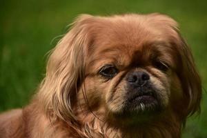 Cachorro de pequinés de jengibre muy esponjoso que se ve lindo foto