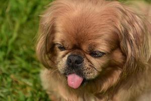 perro pequinés sacando la lengua rosa foto