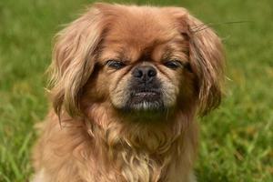 perro pequinés de jengibre con los ojos cerrados foto