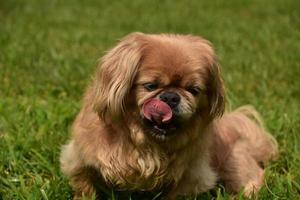 Cute Pekingese Dog Licking It's Chops While Outside photo