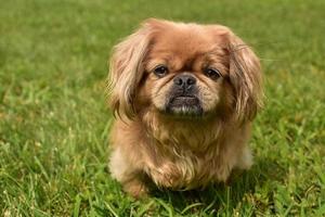 Small Pekingese Dog Sitting Outside in Grass photo