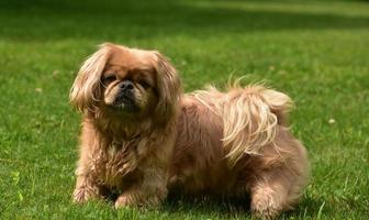 Cute and Fluffy Ginger Pekingese Puppy Dog photo