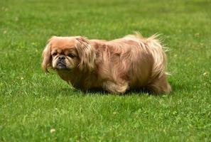 cuerpo largo de un perro pequinés de jengibre foto