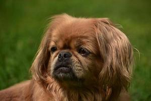 expresión solemne y seria en la cara de un perro pequinés foto