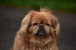 Looking into the Sweet Face of a Pekingese Dog photo