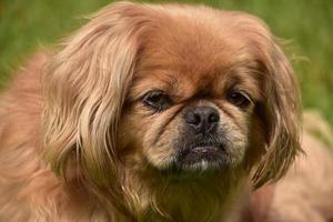 mirando a la cara de un perro pequinés de jengibre foto