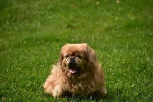 Cachorro pequinés de jengibre acostado afuera foto