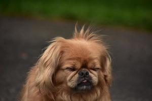 Adorable Face of a Pekingese Puppy Dog photo