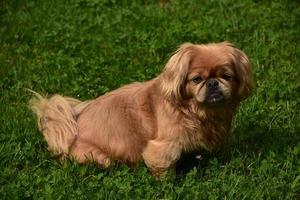 perro pequinés de jengibre esponjoso sentado en un patio de hierba foto