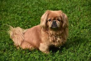 mirando directamente a la cara de un perro pequinés foto