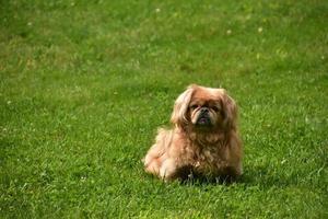 adorable cachorro pequinés sentado afuera en el verano foto