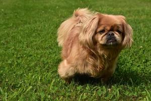 Playful Ginger Pekingese Dog Outside Playing in Grass photo