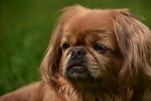 Carmel Colored Pekingese Dog Looking Off in Distance photo