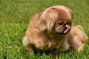 Cute Pekingese Dog Licking the Tip of Her Nose photo