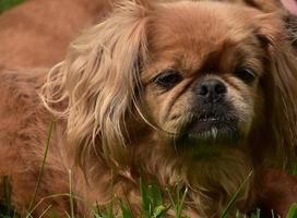 Cute Fluffy Blonde Pekingese Puppy Dog Up Close photo