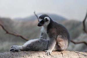 Funny Ring-Tailed Lemur Sitting up in a Funny Pose photo