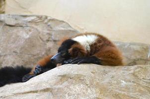 Resting Red Ruffed Lemur on a Large Rock photo