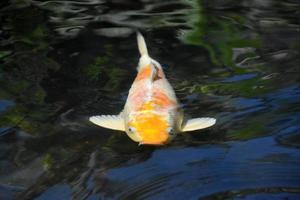 Fantastic White and Orange Koi Fish Swimming Underwater photo