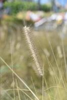 Tall Golden Grasses with Seeds Forming on Blades photo