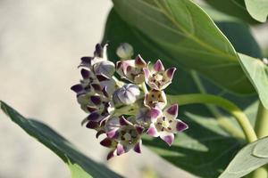 bonito algodoncillo gigante blanco y morado en ciernes y en flor foto