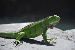 iguana verde posando y preparada sobre una roca foto
