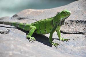 Patterned Scales on a Green Iguana in Aruba photo